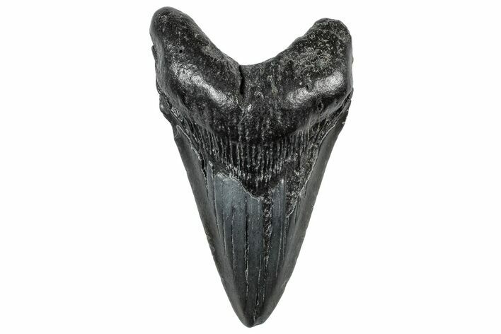 Fossil Megalodon Tooth - South Carolina #306253